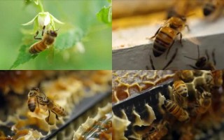 蜜蜂扇蜂蜜（蜜蜂扇风是热还是在酿蜜）