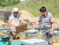 辽宁蜜蜂养殖场（沈阳蜜蜂养殖户）