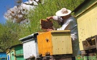 怎样管理蜜蜂（养蜜蜂日常如何管理）