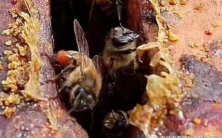 蜜蜂啃巢脾原因（蜜蜂啃巢门是什么原因）