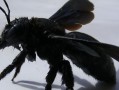 黑大蜜蜂可以养吗（大黑蜜蜂的种类）