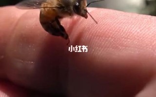 蜜蜂吃蜂蜜后为什么会死（蜜蜂吃了会中毒吗）