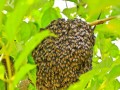 野外蜜蜂蜂窝在哪里（野外蜜蜂一般住在哪里）