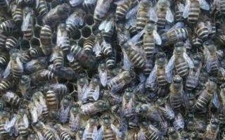蜜蜂双王群养殖技（双王蜜蜂怎么管理）