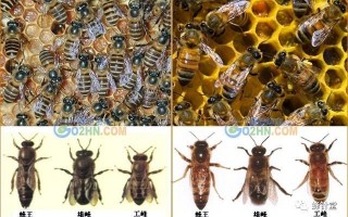 蜜蜂生产技术标准（蜜蜂的产量怎么样）