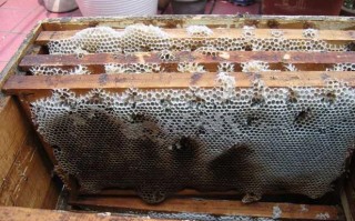 巢脾上的蜜蜂分工情况（蜜蜂巢脾的功效和作用）