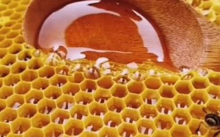 蜜蜂怎么吃方法（蜜蜂怎么吃蜂蜜）