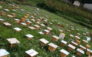 如何在城里养蜜蜂（城市养蜜蜂的相关法律）