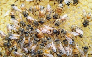 陕西最近出售蜜蜂信息（陕西蜜蜂集群）