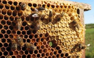 蜂蜜蜂产蜜时间（蜂蜜产蜜是几月份）