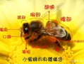 蜜蜂大多数分布在哪里（蜜蜂分布区域有哪些）