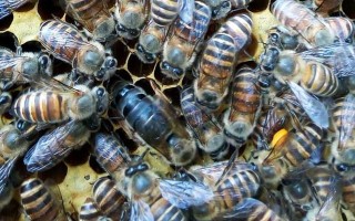 人工养殖蜜蜂如何取蜜（人工养蜜蜂多少钱一斤）