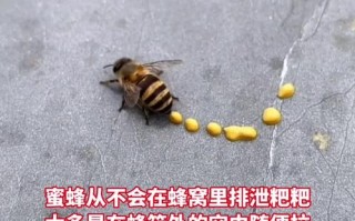 如何判断蜜蜂的排泄物吗（蜜蜂怎样排泄）