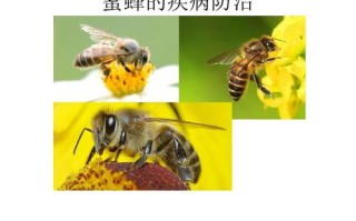 蜜蜂常见病及防治（蜜蜂的常见病与防治）