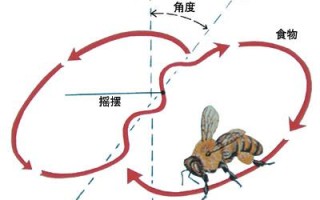 蜜蜂采蜜回槽的路线（蜜蜂采蜜路线图）