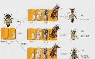 蜜蜂繁殖到什么地方（密蜂繁殖）