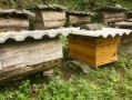 中华蜜蜂箱子图片大全（中华蜜蜂种类图片）