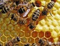 秋冬季节蜜蜂饲养管理（秋冬季节蜜蜂饲养管理注意事项）