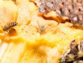 蜜蜂能吃菠萝蜜吗（蜜蜂能吃菠萝蜜吗有毒吗）