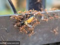 蚂蚁吃蜜蜂最近（蚂蚁吃蜜最短问题）