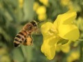 蜜蜂每天幼蜂都试飞吗（蜜蜂每天要飞多远）