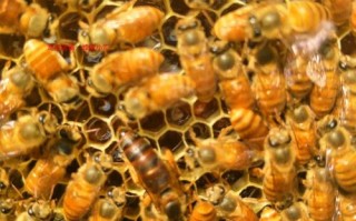 蜜蜂蜂毒多少钱一斤（蜜蜂毒的价格）