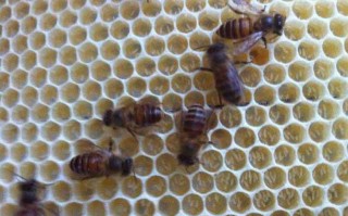 喂糖蜜蜂产卵（蜜蜂增加产卵量）