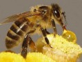 蜜蜂会拿蜂蜜去粘东西吗（把蜜蜂的蜂蜜拿走了,蜜蜂还能活吗?）