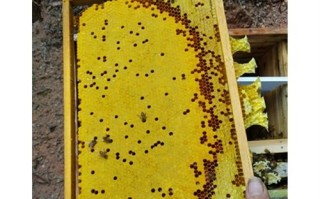 蜜蜂巢脾可以用多久（蜜蜂巢脾是中药成分吗）
