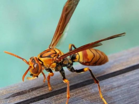 蜜蜂蜂王能自己吃食吗（蜜蜂王吃蜂蜜吗）-第2张图片-新疆蜂业信息网