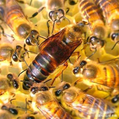 蜜蜂蜂王能自己吃食吗（蜜蜂王吃蜂蜜吗）-第3张图片-新疆蜂业信息网