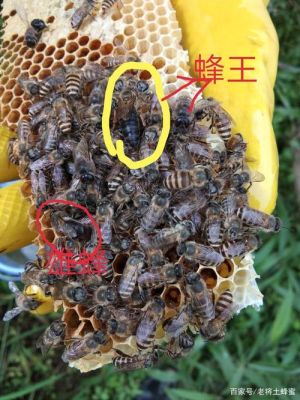 蜜蜂蜂王能自己吃食吗（蜜蜂王吃蜂蜜吗）-第1张图片-新疆蜂业信息网