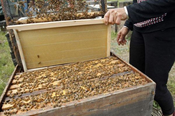 如何在城里养蜜蜂（城市养蜜蜂的相关法律）-第2张图片-新疆蜂业信息网