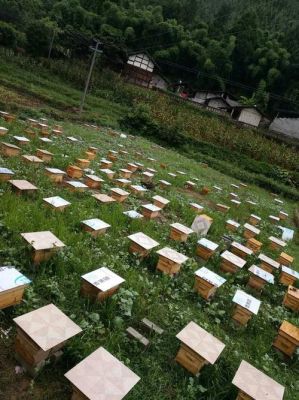 如何在城里养蜜蜂（城市养蜜蜂的相关法律）-第1张图片-新疆蜂业信息网