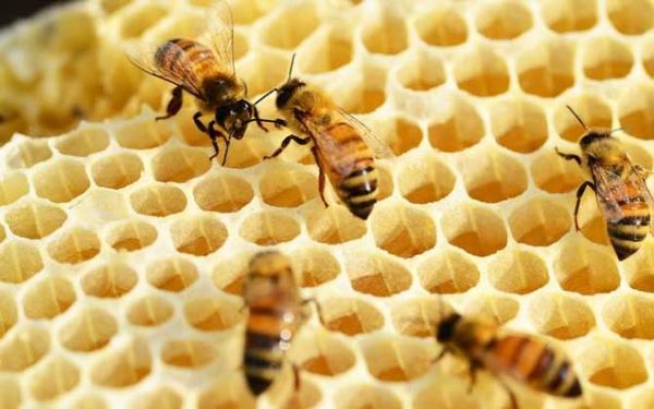 养蜜蜂不能同时养什么（养蜜蜂可以吗）-第1张图片-新疆蜂业信息网