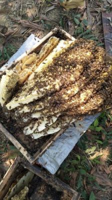 养蜜蜂不能同时养什么（养蜜蜂可以吗）-第3张图片-新疆蜂业信息网
