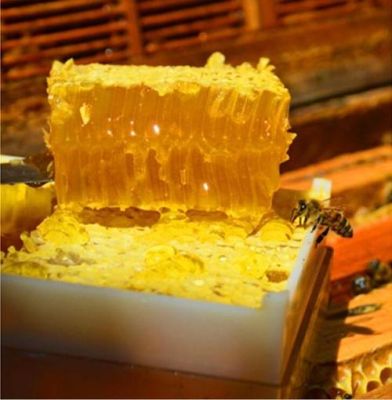 新巢蜜蜂巢蜜（蜂巢蜜新巢好还是老巢好）-第3张图片-新疆蜂业信息网