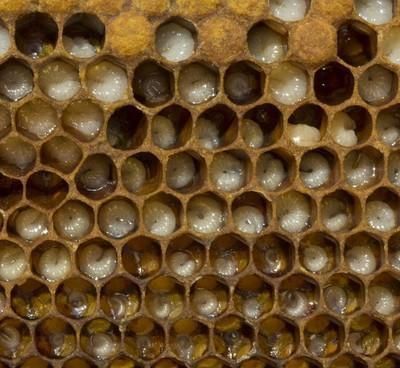 半脾蜜蜂可以分两群吗（半脾蜜蜂多久才能养到两脾蜂）-第1张图片-新疆蜂业信息网