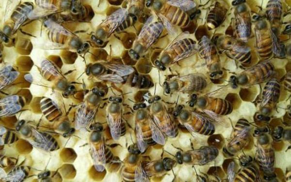 半脾蜜蜂可以分两群吗（半脾蜜蜂多久才能养到两脾蜂）-第3张图片-新疆蜂业信息网