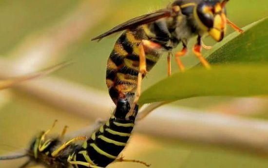 蜜蜂王什么时间段交尾（蜜蜂王交几天才会产卵）-第1张图片-新疆蜂业信息网