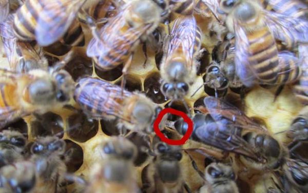 蜜蜂王什么时间段交尾（蜜蜂王交几天才会产卵）-第2张图片-新疆蜂业信息网