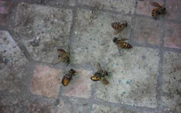 蜜蜂爬蜂病怎么防止（密蜂爬蜂病怎么治）-第1张图片-新疆蜂业信息网