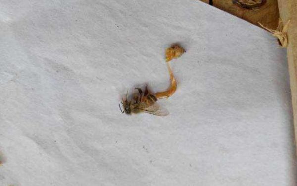 蜜蜂爬蜂病怎么防止（密蜂爬蜂病怎么治）-第2张图片-新疆蜂业信息网