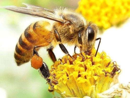 蜜蜂都产啥（蜜蜂都产什么东西）-第2张图片-新疆蜂业信息网