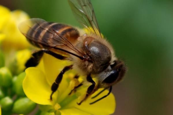 蜜蜂都产啥（蜜蜂都产什么东西）-第1张图片-新疆蜂业信息网