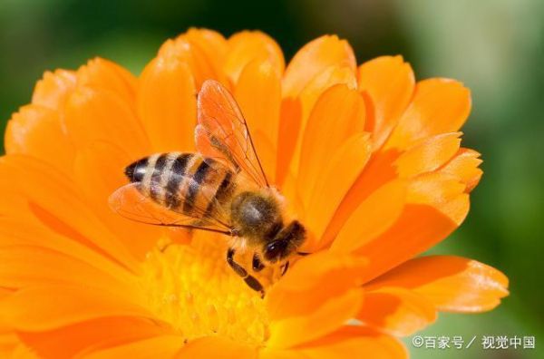 蜜蜂都产啥（蜜蜂都产什么东西）-第3张图片-新疆蜂业信息网