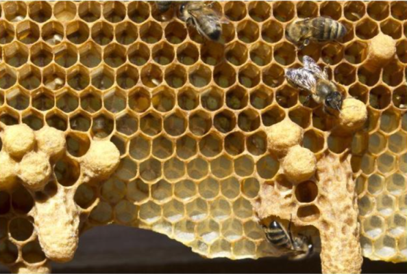 什么时候给蜜蜂加脾（蜂群什么时候加脾最好）-第2张图片-新疆蜂业信息网