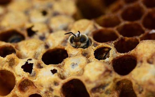 什么时候给蜜蜂加脾（蜂群什么时候加脾最好）-第3张图片-新疆蜂业信息网
