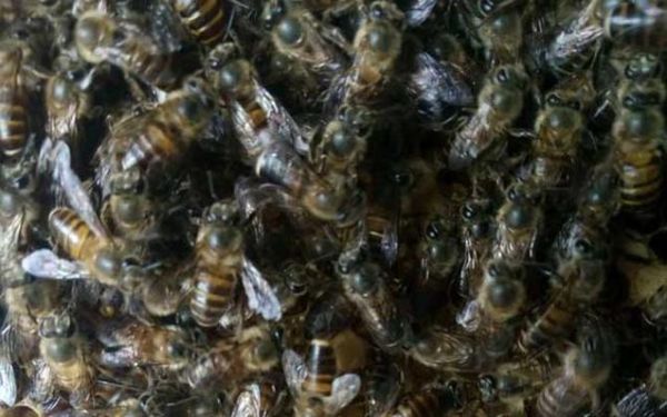 蜜蜂护不住脾怎么办（蜜蜂不护脾导致幼虫死亡）-第1张图片-新疆蜂业信息网