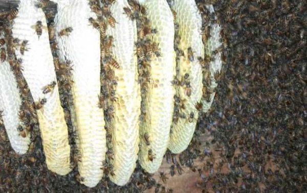 蜜蜂护不住脾怎么办（蜜蜂不护脾导致幼虫死亡）-第3张图片-新疆蜂业信息网